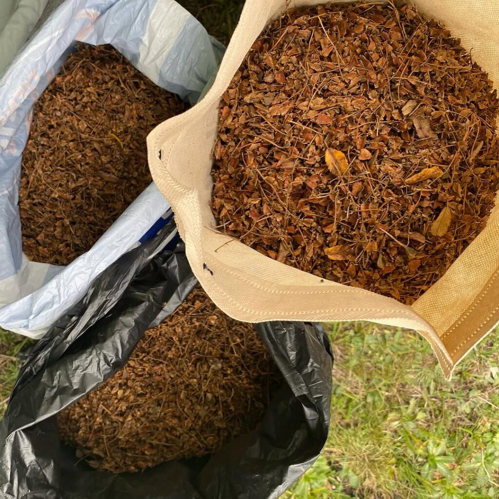 recolectamos-semillas-8