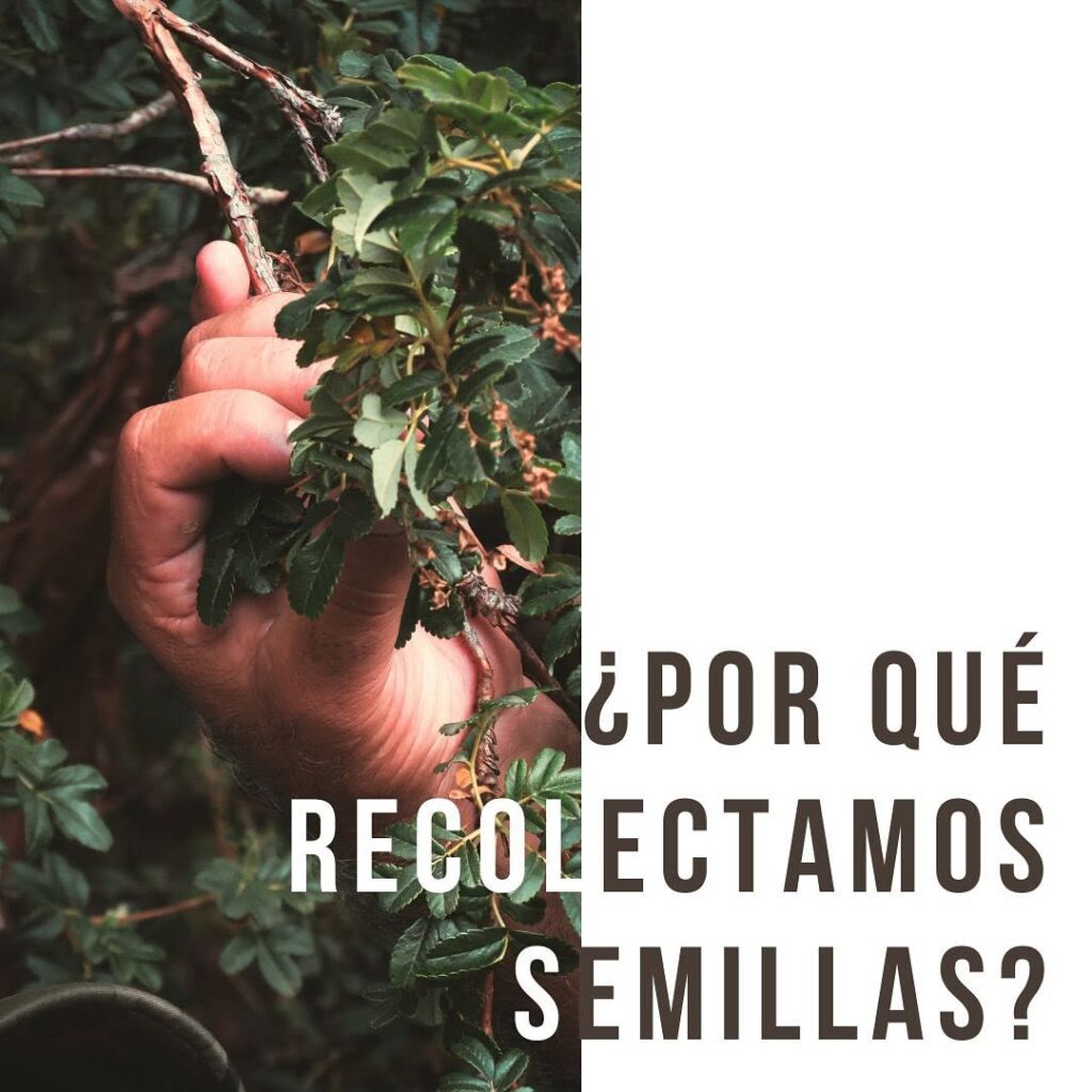 recolectamos-semillas-caratula